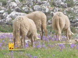 phoca_thumb_l_fotos  abril 2670postal